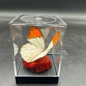 Butterfly Display in Acrylic Case